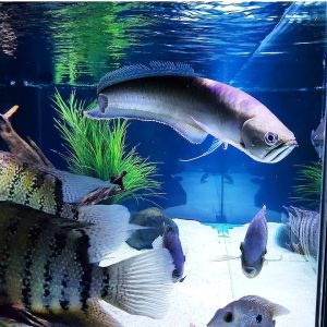 5.jpg Black Arowana Fish