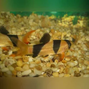 Clown Loach