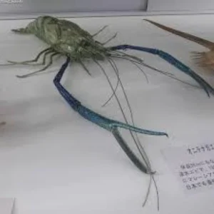 Giant River Prawn
