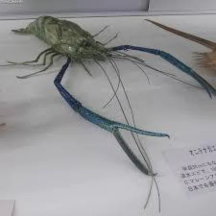 5-6.webp Giant River Prawn