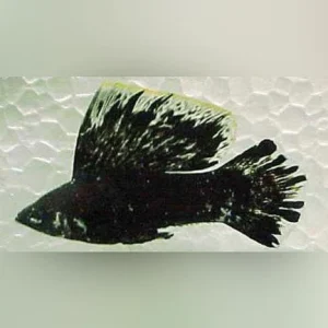 5-7.webp Dalmation Sailfin Molly (Pair)