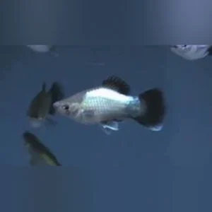 5-8-1.webp Blue Wag Platy (Lot of 4)