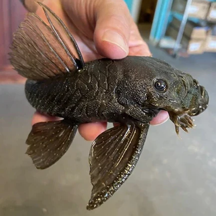 5-9.webp L-034 Medusa Pleco