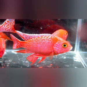 50-1.webp Peacock Cichlid Dragon Blood