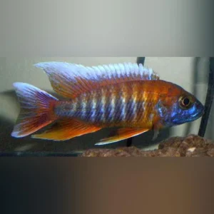 51-1.webp Peacock Cichlid Eureka
