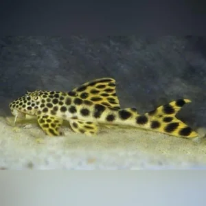 52-1-1.webp L-75 Rio de Para Pleco