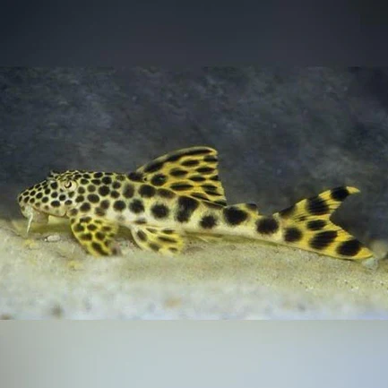 52-1-1.webp L-75 Rio de Para Pleco