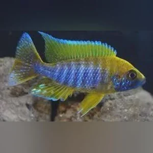 52-2.webp Peacock Cichlid Lemon Jake