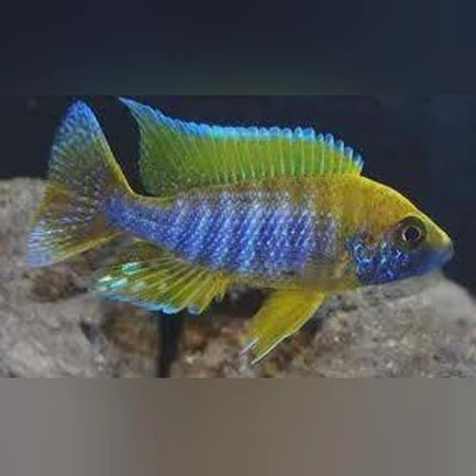 52-2.webp Peacock Cichlid Lemon Jake