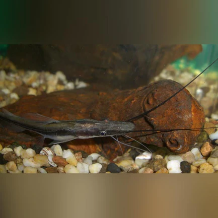 52-4.webp Lima Shovelnose Catfish