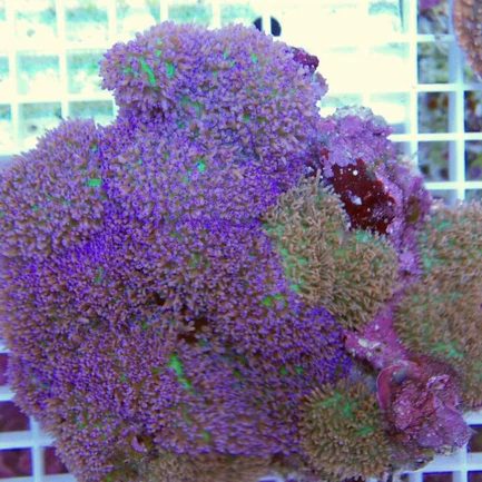 52.webp Lavender Mushroom Coral