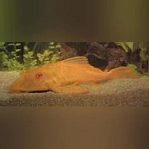 53-1-1.webp L-83 Sailfin Albino Pleco