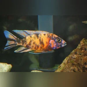 53-1.webp Peacock Cichlid Orange Blossom