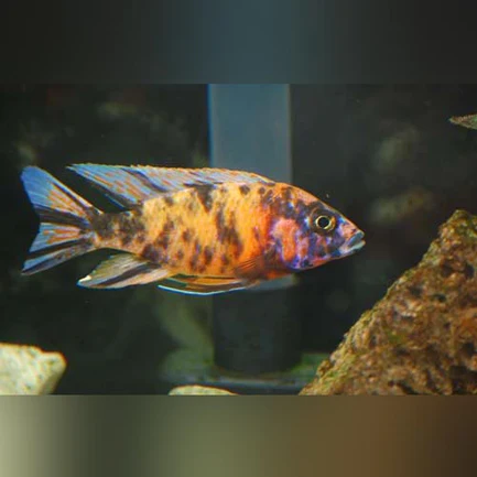 53-1.webp Peacock Cichlid Orange Blossom
