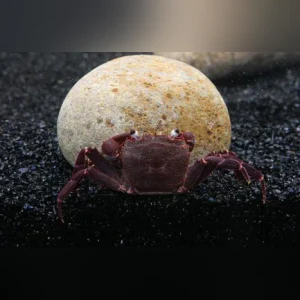 53.webp Purple Matano Crab