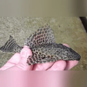 L-83 Sailfin Pleco
