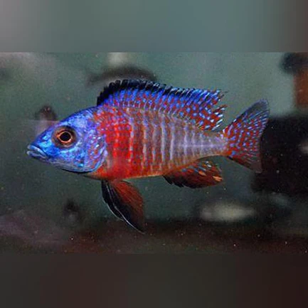 54-1.webp Peacock Cichlid Red