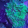 54.webp Long Tentacle Green Anemone