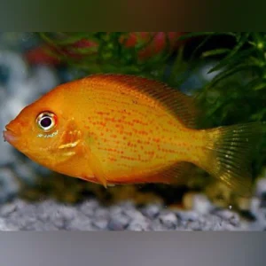 54-2.webp Red Chromide