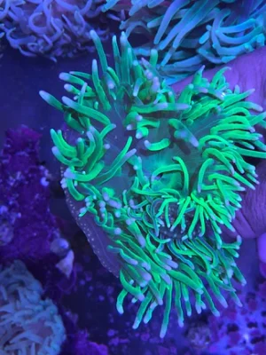 54.webp Long Tentacle Green Anemone