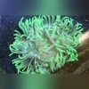 54.1.webp Long Tentacle Green Anemone