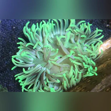 54.1.webp Long Tentacle Green Anemone