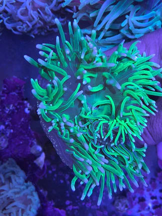 54.webp Long Tentacle Green Anemone