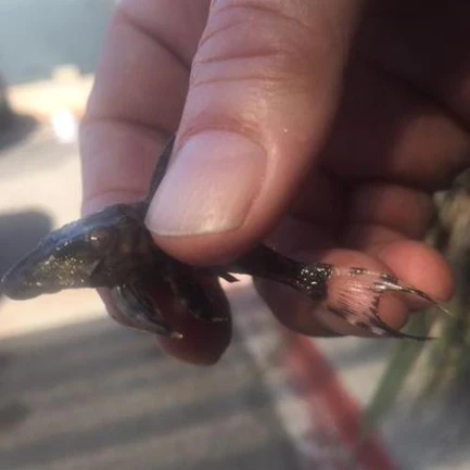 55-1-1.webp L-90 Papa Pleco