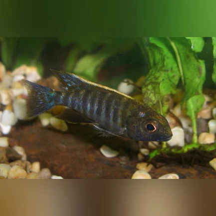 55-1.webp Peacock Cichlid Sulfur Head