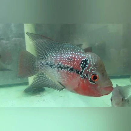 55-2.webp Red Hump Head Flowerhorn