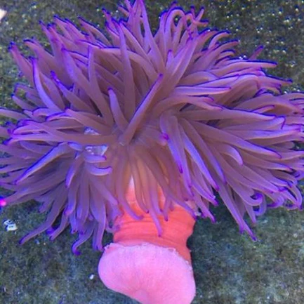 55.webp Long Tentacle Purple Anemone