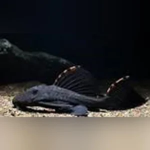56-1-1.webp L-91 Tri Beacon Pleco