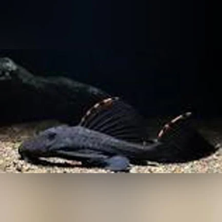 56-1-1.webp L-91 Tri Beacon Pleco