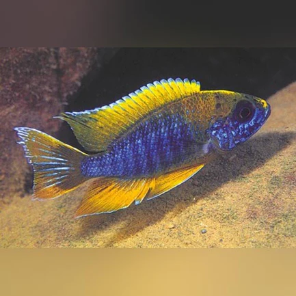 56-2.webp Peacock Cichlid Walteri