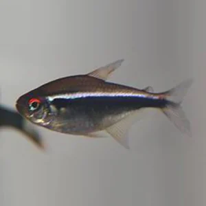 56-5.webp Black Neon Tetra