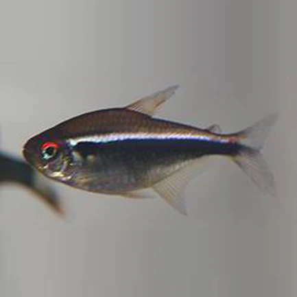 56-5.webp Black Neon Tetra