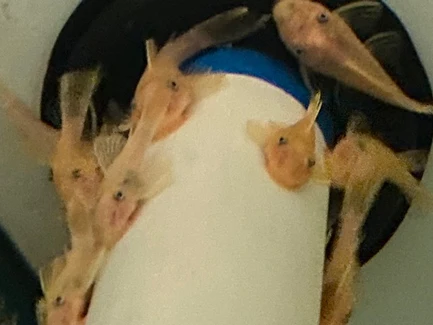 57-1-1.webp Lemon Blue Eye Bushynose Pleco