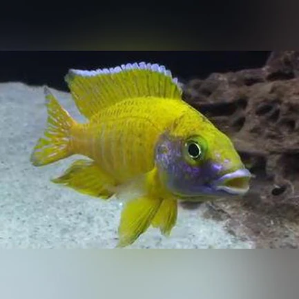 57-1.webp Peacock Cichlid Yellow