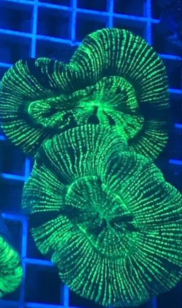 57.webp Open Brain Coral Green