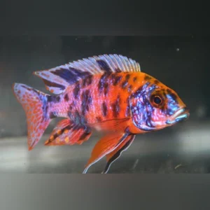 58-1.webp Peacock Kaleidoscope Cichlid