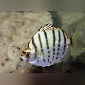 58-2.webp Silver Scat