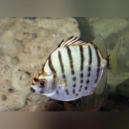 58-2.webp Silver Scat