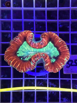 58.webp Open/Trachy Red Brain Coral