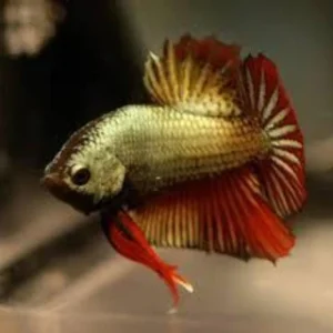 6-10.webp Dragon Scale Show Betta