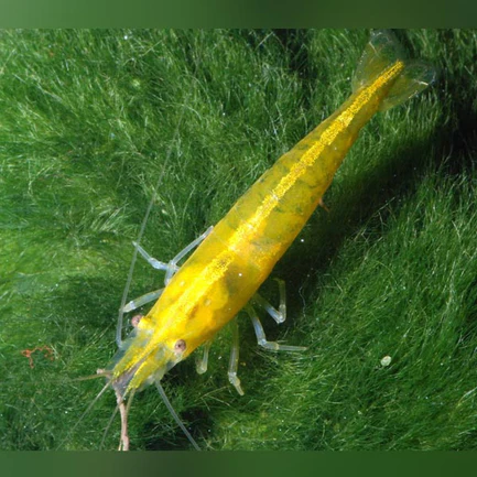 6-11.webp Super Yellow Shrimp