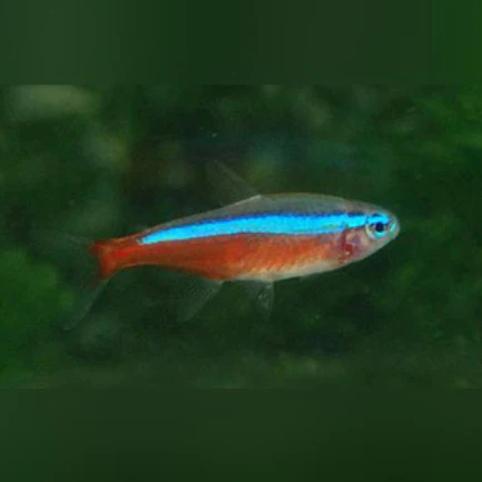 6-12.webp Cardinal Tetra