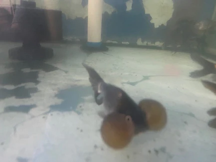 6-17.webp Blue Bubble Eye Goldfish