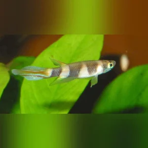 6-2.webp Clown Killifish (Pair)