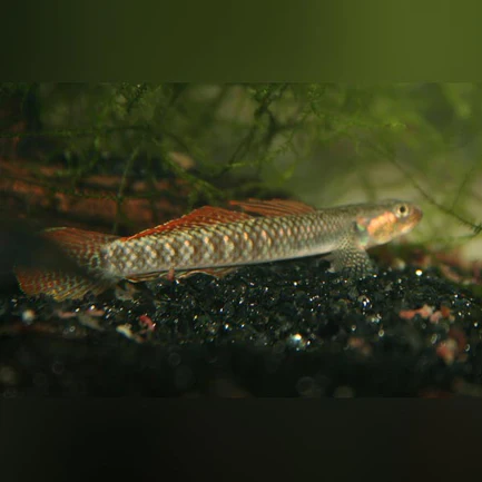 6-20.webp Gold Spot Stiphodon