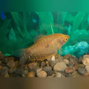 6-21.webp Gold Gourami